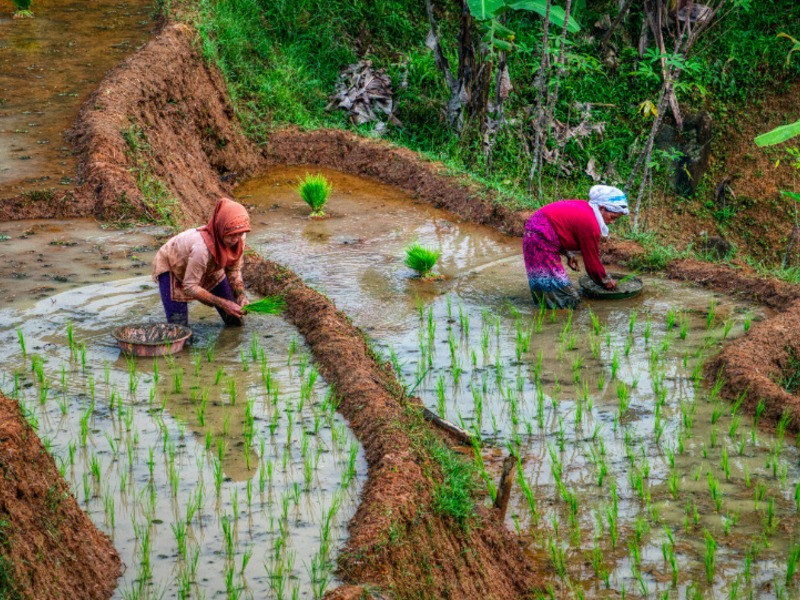 Impact of capacity improvement program for female farmers in Serang, West Java​